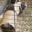 2 male bonded guinea pigs with full setup -2