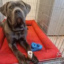 9 m/o Cane Corso looking for a new home! -4