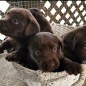 Labrador Retriever Puppy-3