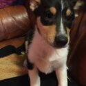 Rare SMOOTH COLLIE pup Tricolour -3