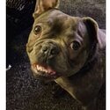 Blue french bulldog kc registered and microchiped -4