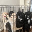 Adorable Cockapoo Puppies for Sale-1