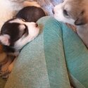 Huskita Puppies -3