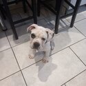 Rehoming my Alapha Blue blood bulldog -3