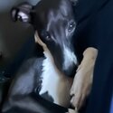 7 month old whippet -1