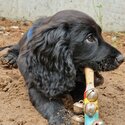 Cocker spaniel puppy-2