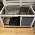 Guinea Pigs for adoption-4