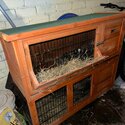 Rabbit 1 male, 1 female plus 2 tier rabbit hutch-1