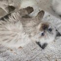 Ragdoll kittens-3