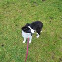 Rehome border collie-1