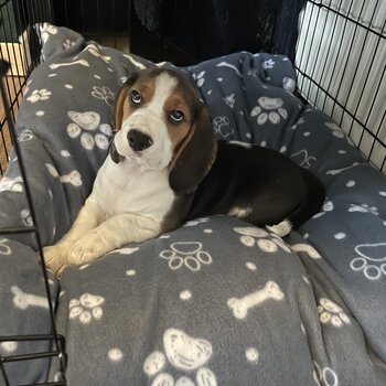 Male beagle puppy 