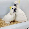 African grey and Cockatoo Parrots male and female -2