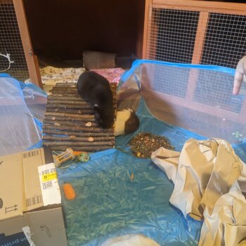 2 Male guinea pigs, father and son