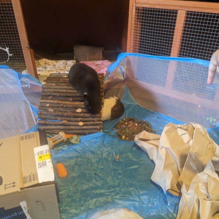 2 Male guinea pigs, father and son