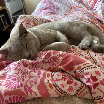 Lilac British Shorthair Kitten 