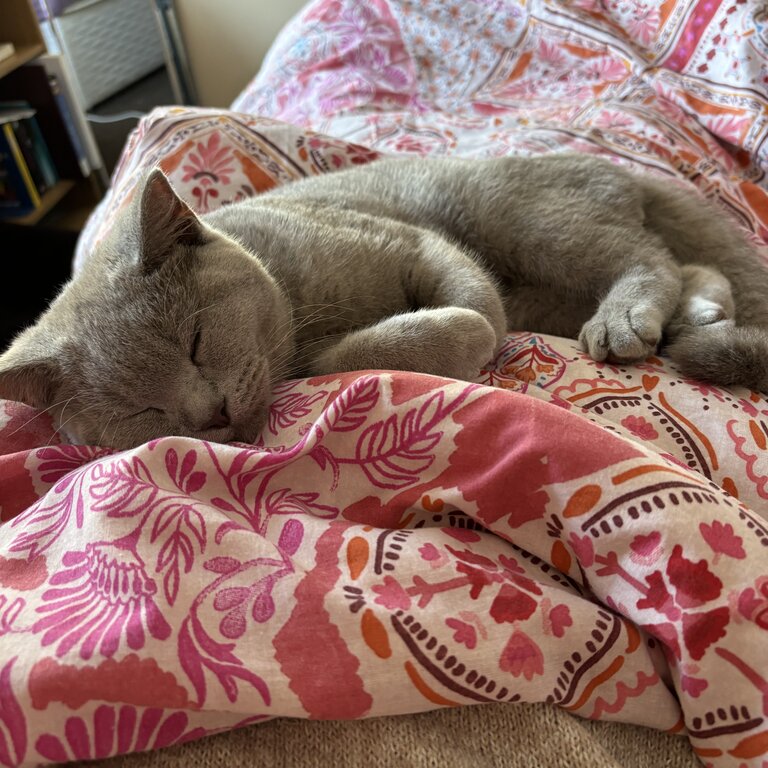 Lilac British Shorthair Kitten 