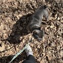 Blue and tan French bulldog -2