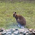 Friendly female wallaby for sale-0