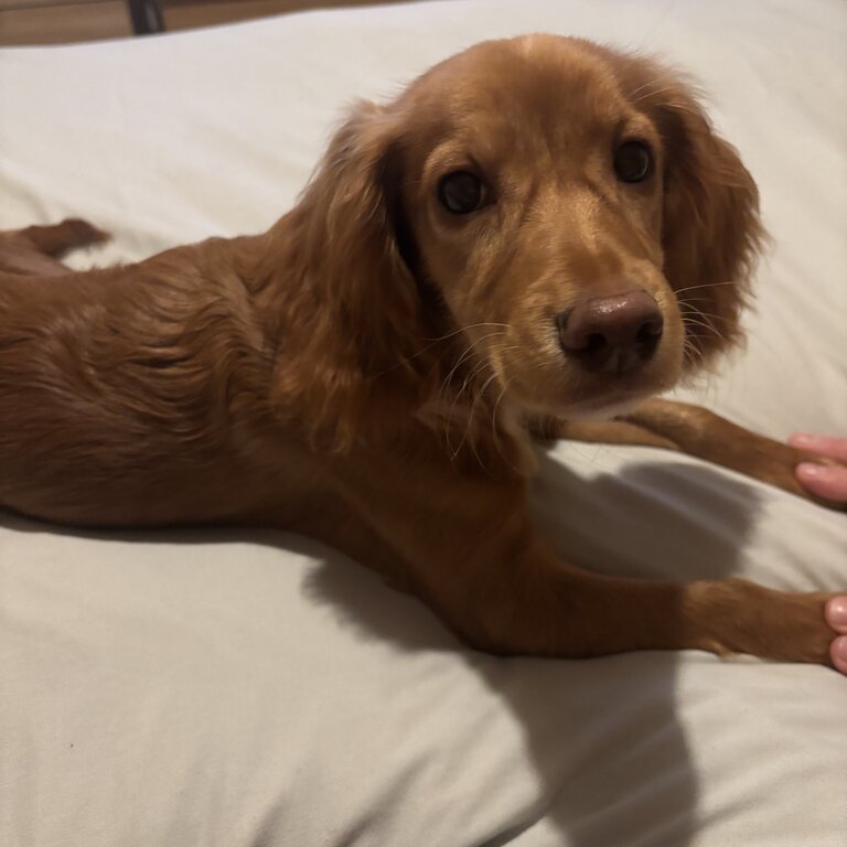 7 month old female cocker spaniel