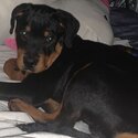 Rottweiler for sale-0