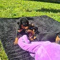 Top class Miniture Pinscher pups-0