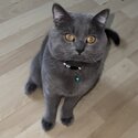 Male British Shorthair -0