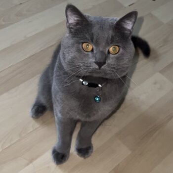 Male British Shorthair 