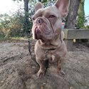 4 yeat old French bulldog for sale-1