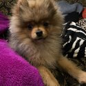 Pomeranian Puppy Male 16 Weeks Old For Sale-1