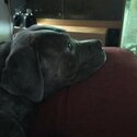 Blue brindle cane corso-2