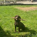 Purebred, friendly, intelligent Cocker Spaniel for a good family-4