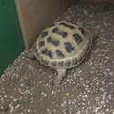 A two year old baby Horsefield tortoise available -4