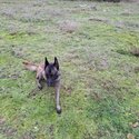 Belgian Malinois Trained for sape-0