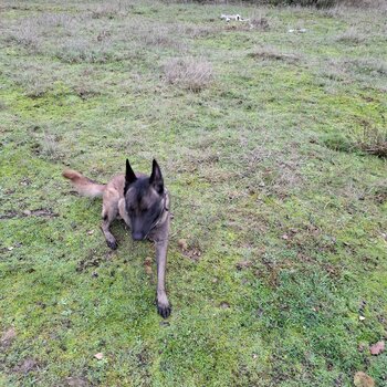 Belgian Malinois Trained for sape