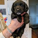 Beautiful Cocker Spaniel x Collie puppies for sale-1