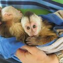 playful  pygmy marmoset and Capuchin monkeys,.-2