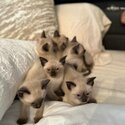 I have 5 siamese kittens that are ready for pick up!-1