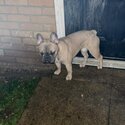 Buddy the French bulldog-3