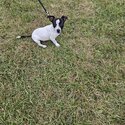 Female jack Russell puppy available -3