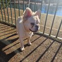 Fluffy frenchy full visual  kc  registered 8 months female -1