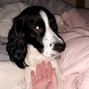 Dolly age 2 for sale sprocker spaniel-1