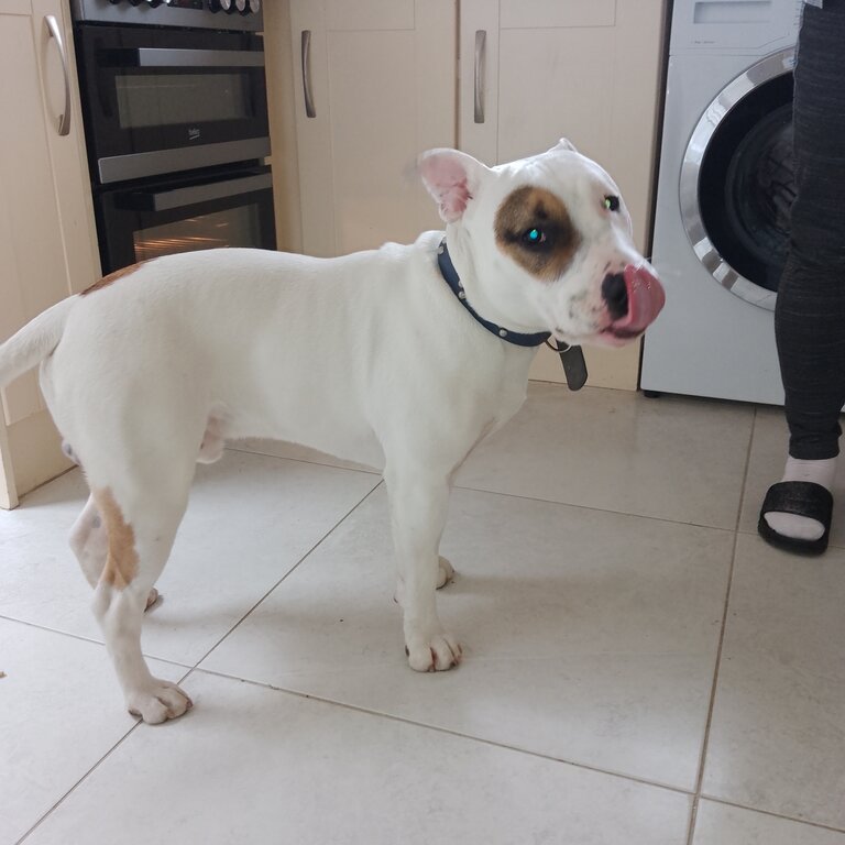 English bull terrier/English bulldog cross