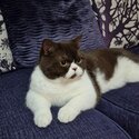 British shorthair needs a new forever home-2