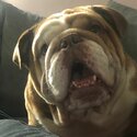 English bulldog -4