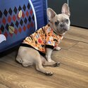 French bulldog female for a loving home-0