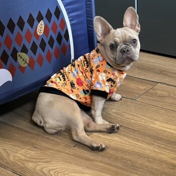 French bulldog female for a loving home