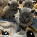 Blue British shorthair kittens-4