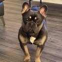 Lilac and tan French bulldog male -3