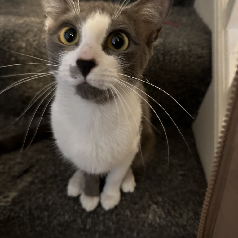 Small grey and white cat 