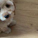 Adorable cockapoo puppy for sale -2